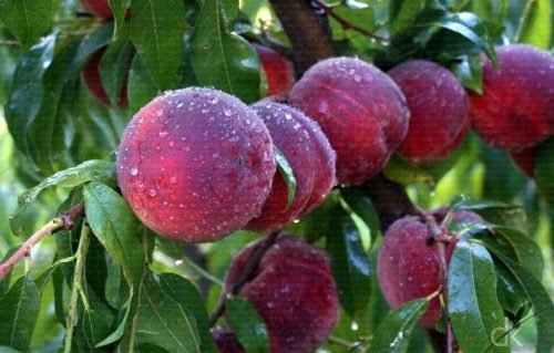 categorylarge_seftali_20150929184004